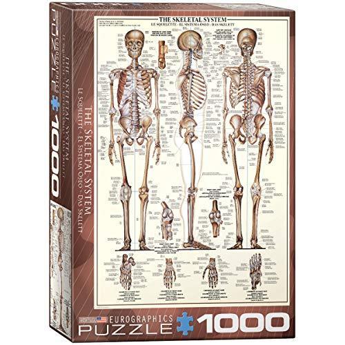 ジグソーパズル 海外製 アメリカ 6000-3970 EuroGraphics Skeletal System (Chart) Puzzle (1000-Piece