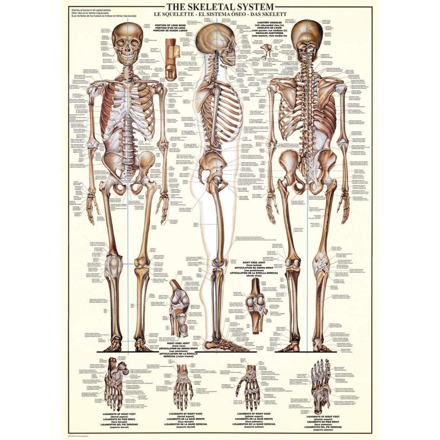 ジグソーパズル 海外製 アメリカ 6000-3970 EuroGraphics Skeletal System (Chart) Puzzle (1000-Piece_1
