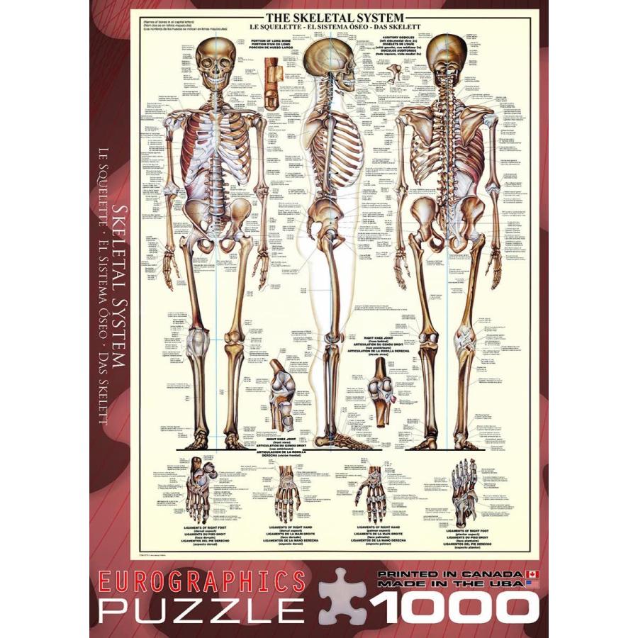 ジグソーパズル 海外製 アメリカ 6000-3970 EuroGraphics Skeletal System (Chart) Puzzle (1000-Piece_3
