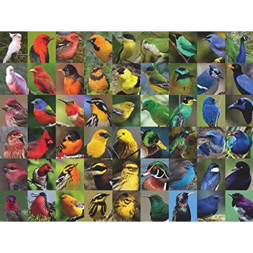 ジグソーパズル 海外製 アメリカ 43224-12375 New York Puzzle Company - Cornell Lab Rainbow of Bird