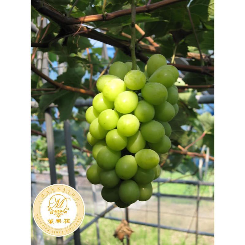 シャインマスカット2房（700g×2房）　 |  | 01