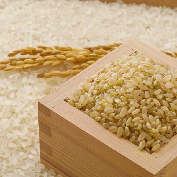コシヒカリ 米 10kg 玄米 福島県産 お米 6年産 会津産 送料無料 コシヒカリ 米 10kg 玄米 福島県産 お米 6年産 会津産 送料無料