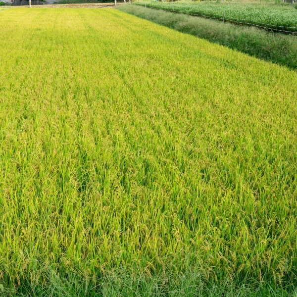 新米 ひとめぼれ 玄米 10kg 宮城県産 お米 7年産 送料無料 『令和7年宮城県産ひとめぼれ(調製玄米10kg)』 | ひとめぼれ | 06