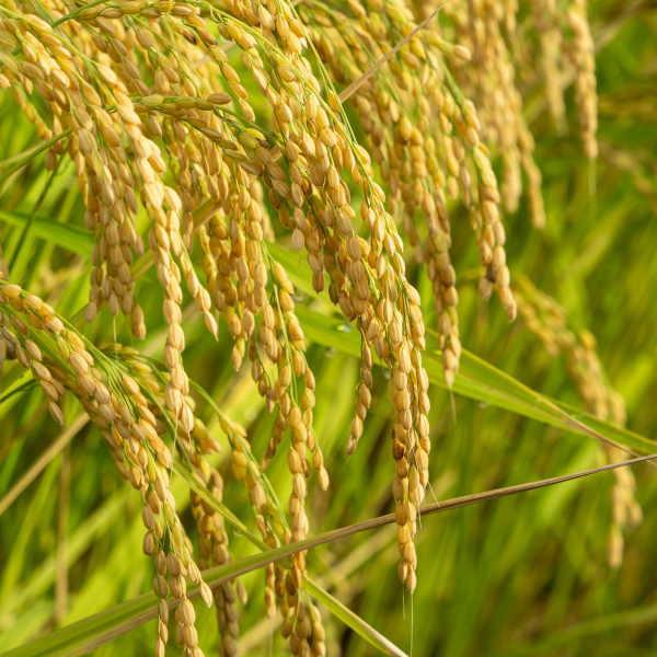 ひとめぼれ 米 5kg 福島県産 お米 7年産 送料無料 『令和7年福島県産
