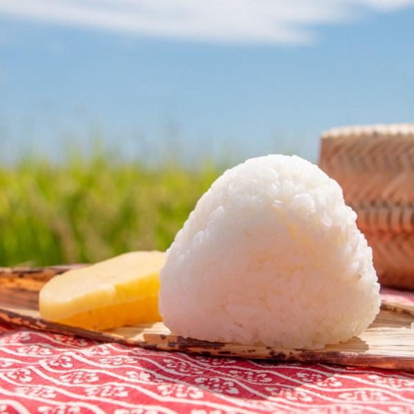 お米 精米 10kg 送料無料 国内産 『うちの自慢のおこめ白米10kg