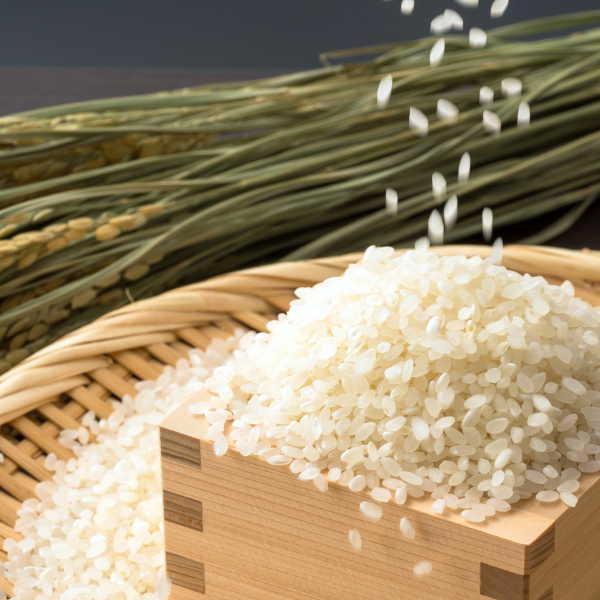 おすすめ セール 新米 10kg にじのきらめき 8年産 お米 会津産 送料