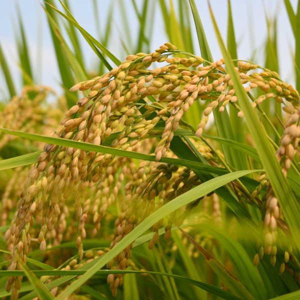 米 つきあかり 5kg 福島県産 お米 7年産 送料無料『令和7年福島県会津