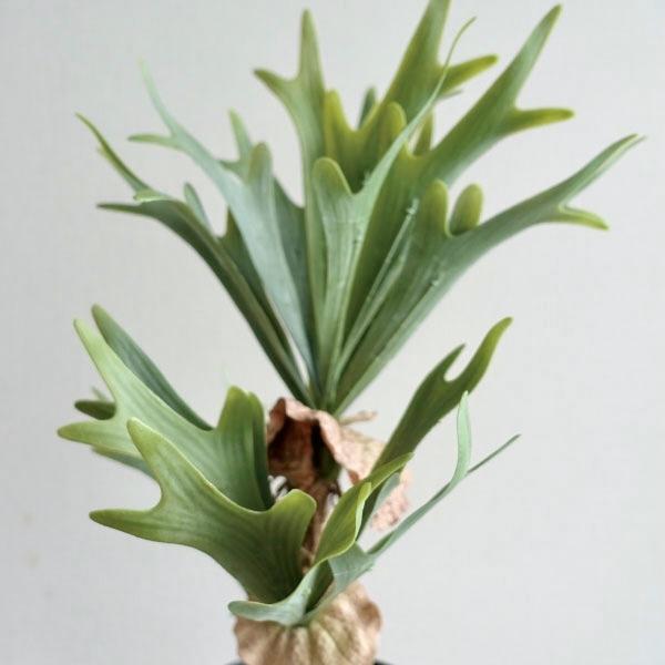 観葉植物 フェイクグリーン リアル 造花 ビカクシダ コウモリラン 人工