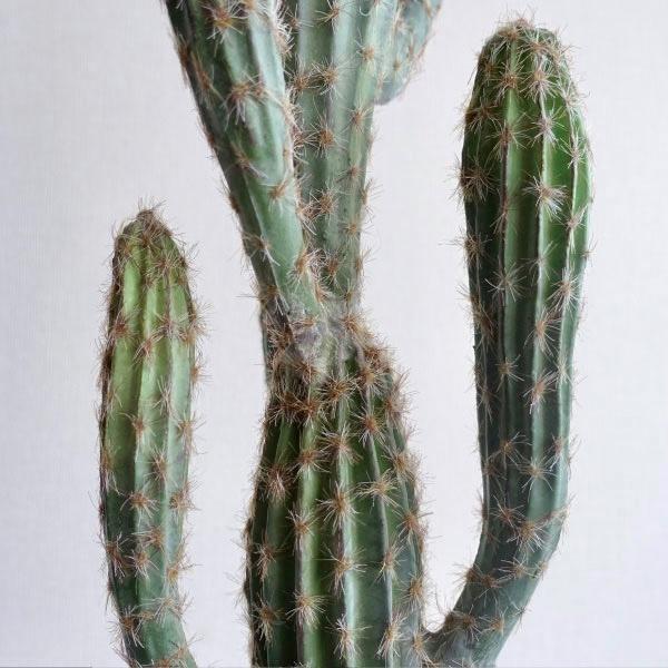 観葉植物 フェイクグリーン サボテン 男前インテリア リアル おしゃれ