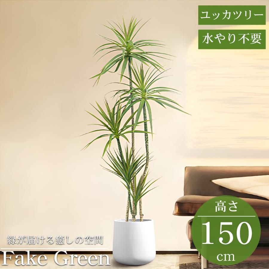 ☆埼玉 ユッカ 観葉植物 高さ約5メートル ユッカ（青年の木） | 観葉