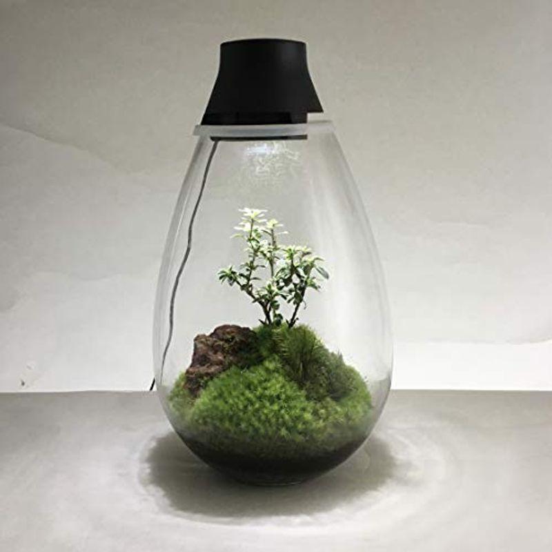 Mosslight-モスライト　LED照明付苔テラリウム　日本製　Moss　LED　lighting　Terrarium　with　UN
