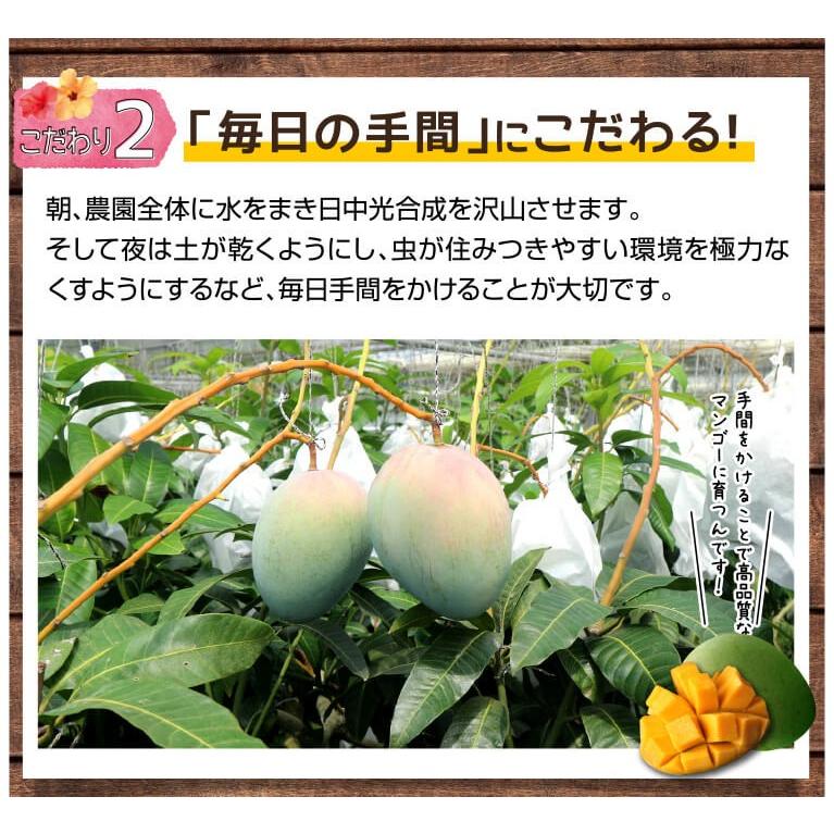 キーツマンゴー 秀品 マンゴー 濃厚 1.7kg〜2kg（2玉入り）贈答用 お盆