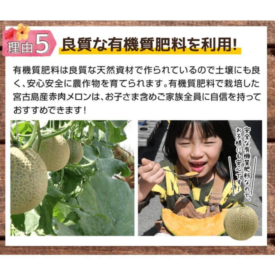 宮古島産 春 メロン 赤肉 メロンクインシー 高級メロン 大玉2L-3L（1.5