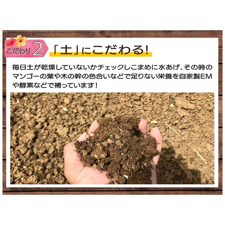 アップル マンゴー 良品 家庭用 訳あり マンゴー 1kg（2〜5玉入り）傷や色ムラあり お中元 送料無料｜mantenmiyakojima｜05