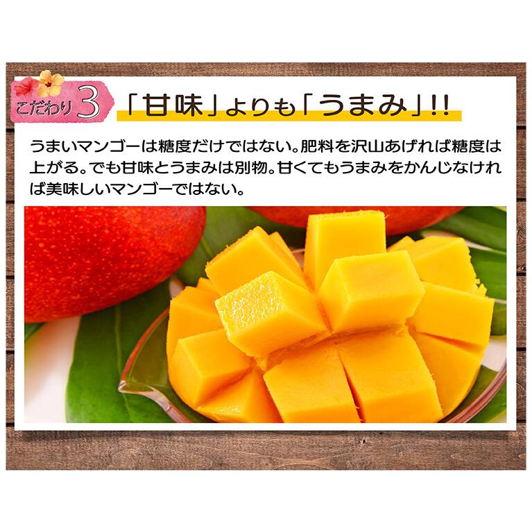 2022年 完熟マンゴー 沖縄産 アップルマンゴー 良品 家庭用マンゴー3kg 