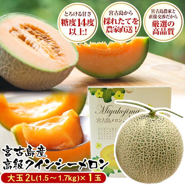 宮古島産 春 高級 メロン 赤肉 クインシーメロン 大玉 1玉2L-3L（1.5kg