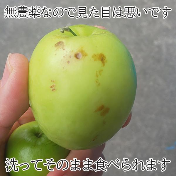 沖縄県産 特別栽培 果物 ナツメ なつめ 2kg(16個〜38個) 果実 沖縄県産 特別栽培 果物 ナツメ なつめ 2kg(16個〜38個) 果実