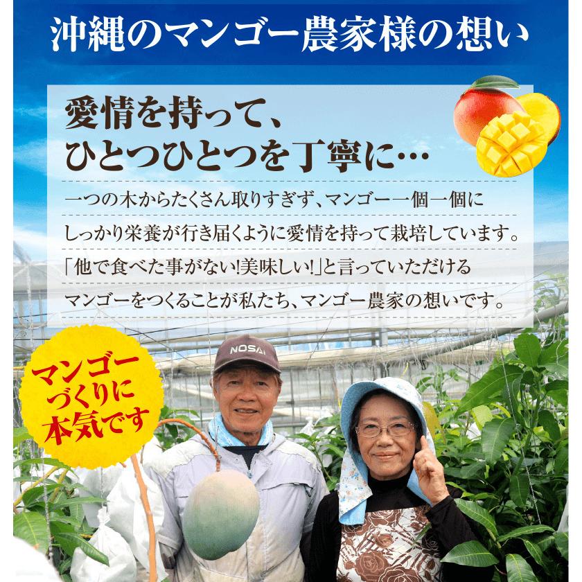 沖縄産 アップルマンゴー 秀品 完熟マンゴー 1kg（2〜3玉入り）贈答用 