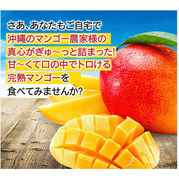 沖縄産 アップルマンゴー 秀品 完熟マンゴー 1kg（2〜3玉入り）贈答用 