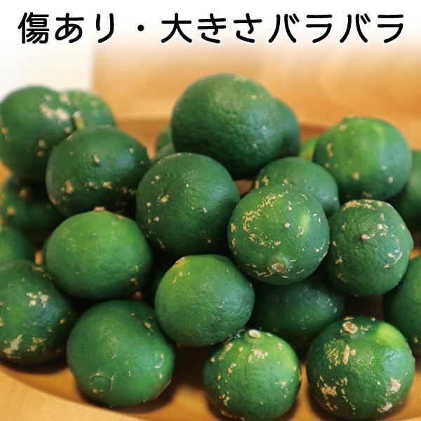 沖縄産 青切り シークワーサー シークヮーサー 果実 種なし 5kg (150
