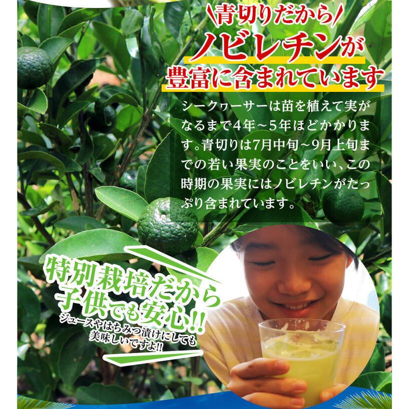 沖縄産 青切り シークワーサー シークヮーサー 果実 種なし 5kg (150