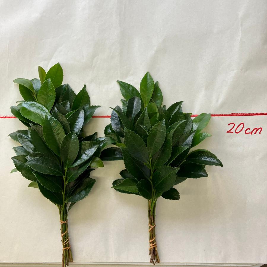 【自然のままの状態でお届け】 飾り方自由 サカキ枝セット（2束分） 国産サカキ ミニサイズ 小さめ 榊 さかき 生花 枝 セット 1対 神棚 ...
