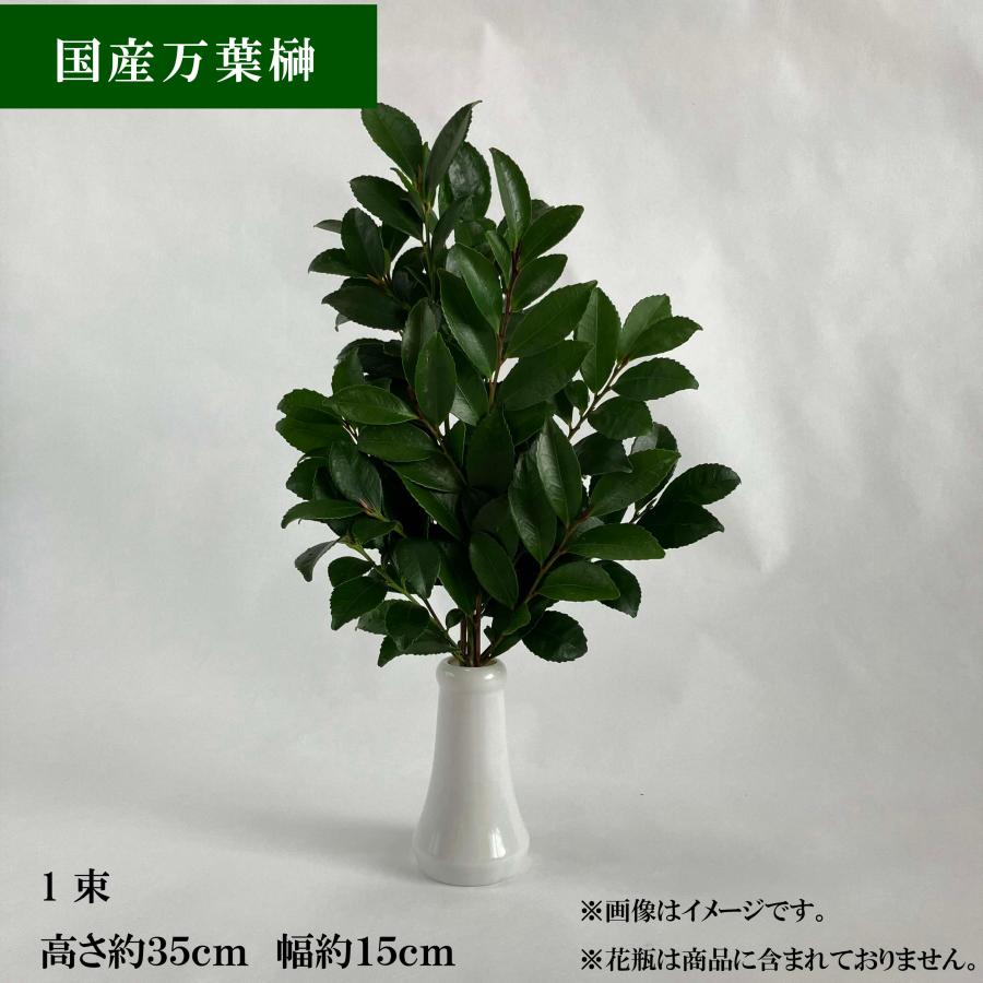 国産サカキ 榊 さかき 生花 生榊 1束 神棚 送料無料 : 万葉ファーム - 通販 - Yahoo!ショッピング