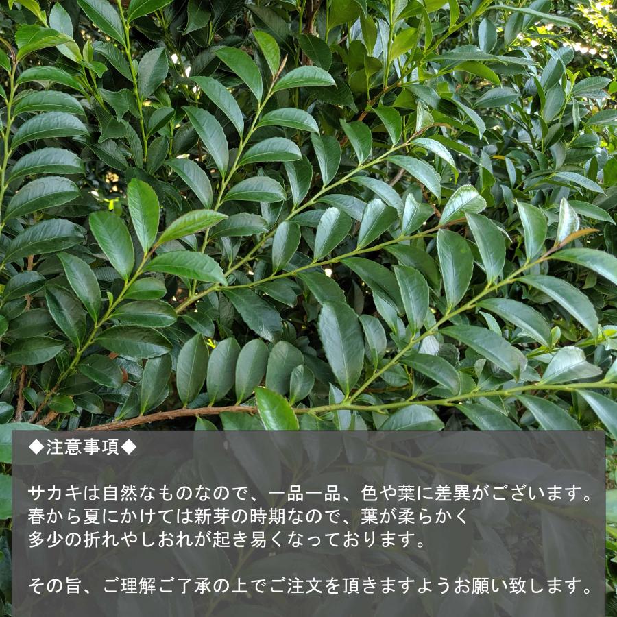 国産サカキ 榊 さかき 生花 生榊 1束 神棚 送料無料 : 万葉ファーム - 通販 - Yahoo!ショッピング
