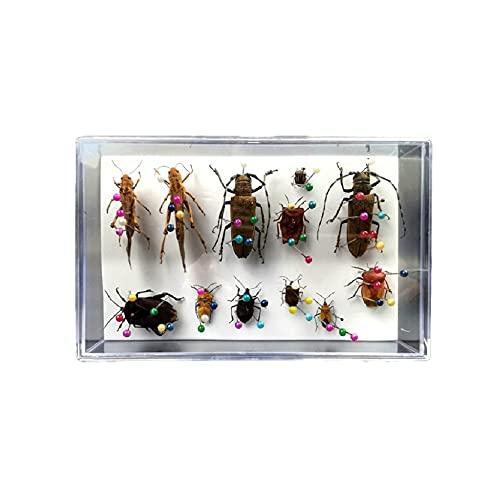 全国配送無料‼️蝶々標本 7頭セット 楽天市場】標本セット 蝶の通販