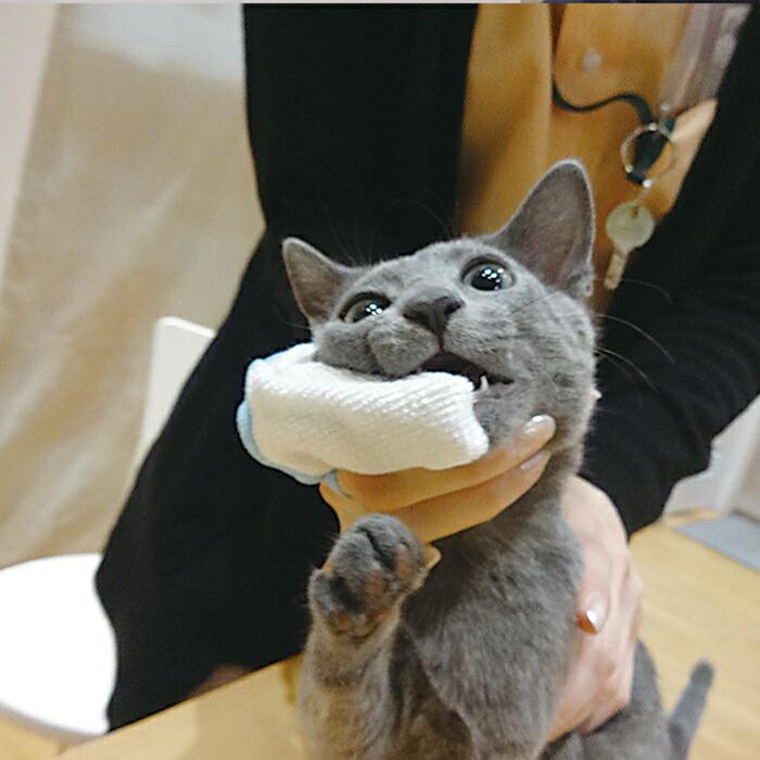 歯垢トルトル フィンガー歯ブラシスリム 2個入り |  | 05