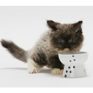 猫壱 ハッピー おやつ皿 猫柄 |  | 01