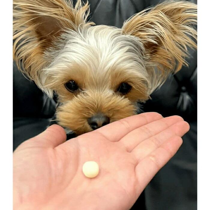 DOG TREE（ドッグツリー） カルシウムボーロ ミニ乳酸菌 ボトル 220g |  | 02