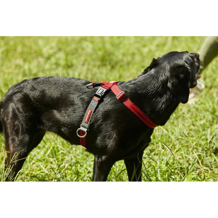 EZYDOG（イージードッグ） クロスチェックハーネス ブラック 超小型犬