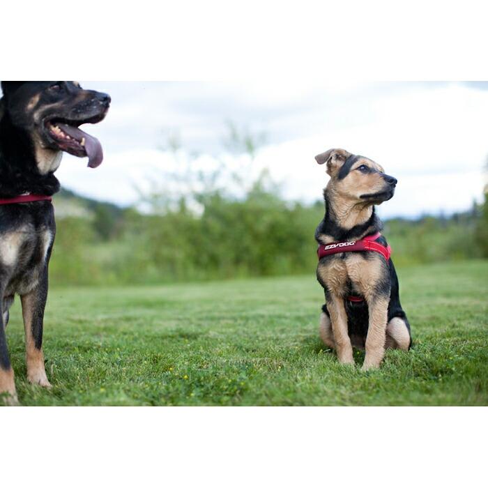 EZYDOG（イージードッグ） クイックハーネス グレイ 小型犬〜中型犬 S
