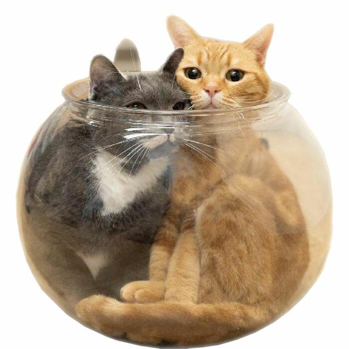 キャティーマン ドギーマン Lサイズのおっきなにゃんこの金魚鉢
