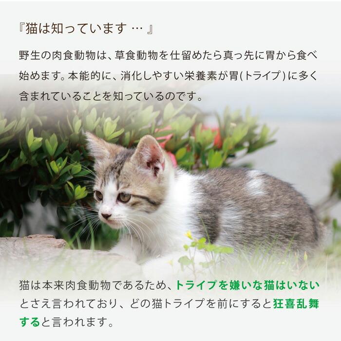 ニュートライプ GFドライ キャット サーモン＆チキンwithグリーントライプ 6kg