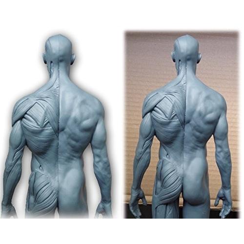 Abz Company人体 筋肉 模型 30cm 人体模型 医学 解剖 教育 整形 外科 絵画 モデル デッサン 男性 女性 グレー 自立 Maple Tree House 通販 Yahoo ショッピング