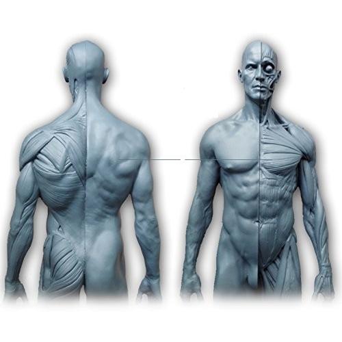 Abz Company人体 筋肉 模型 30cm 人体模型 医学 解剖 教育 整形 外科 絵画 モデル デッサン 男性 女性 グレー 自立 Maple Tree House 通販 Yahoo ショッピング
