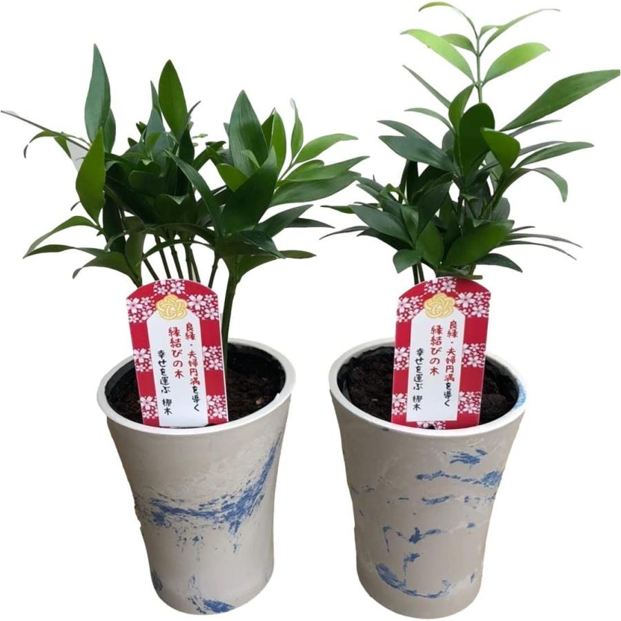 幸せを呼ぶ観葉植物 なぎの木 Whiteマーブル鉢カバー付き 2個セット 梛 ご神木 日本古来の木 良縁 夫婦円満 神の宿る木 新婚祝い 結 Maple Tree House 通販 Yahoo ショッピング