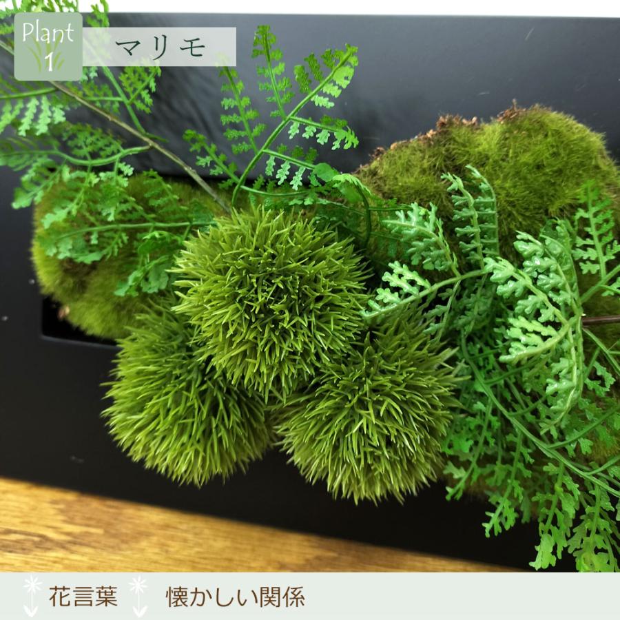 プリマ フェイクグリーン 壁掛け 額 [ウォールデコ マリモ × シノブ