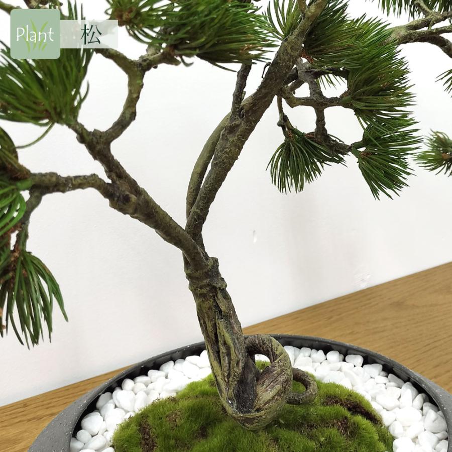 盆栽 松 フェイク [松盆栽 平皿 大] フェイクグリーン 盆栽 フェイクリアル 造花 大型 鉢 和風 観葉植物 五葉松 和モダン 苔 日本製 カップボン プリマ_10