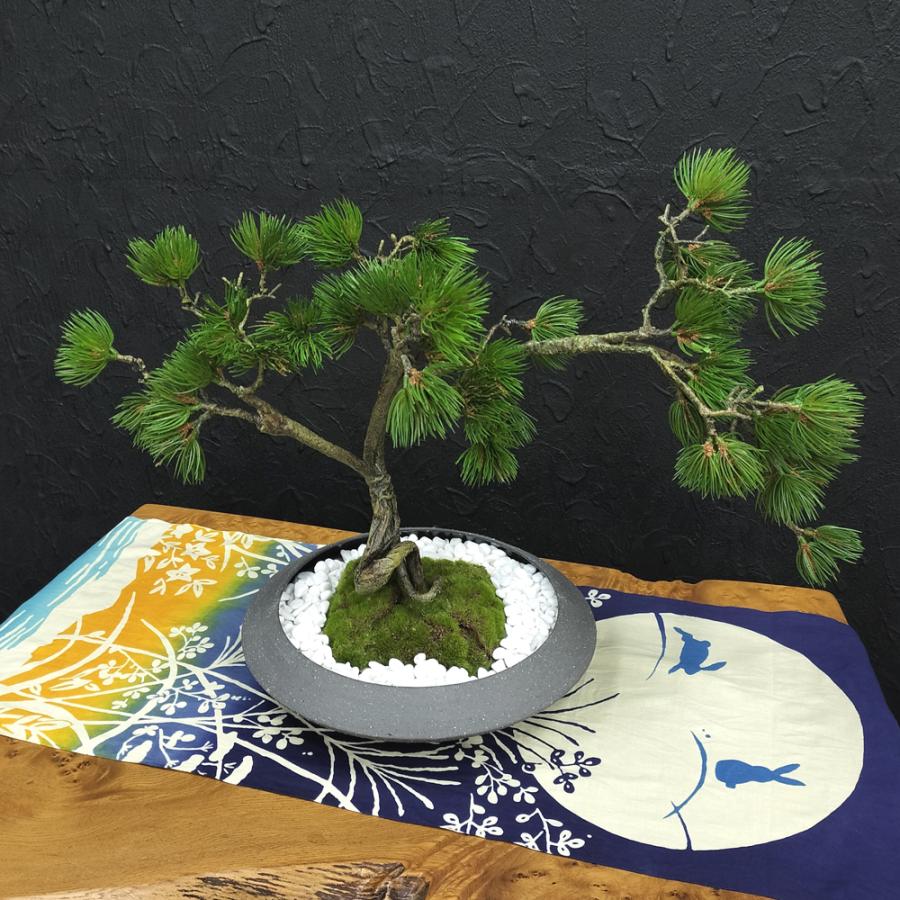 盆栽 松 フェイク [松盆栽 平皿 大] フェイクグリーン 盆栽 フェイクリアル 造花 大型 鉢 和風 観葉植物 五葉松 和モダン 苔 日本製 カップボン プリマ_15