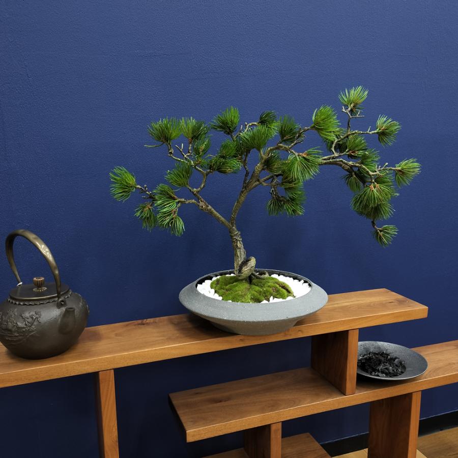 盆栽 松 フェイク [松盆栽 平皿 大] フェイクグリーン 盆栽 フェイクリアル 造花 大型 鉢 和風 観葉植物 五葉松 和モダン 苔 日本製 カップボン プリマ_16