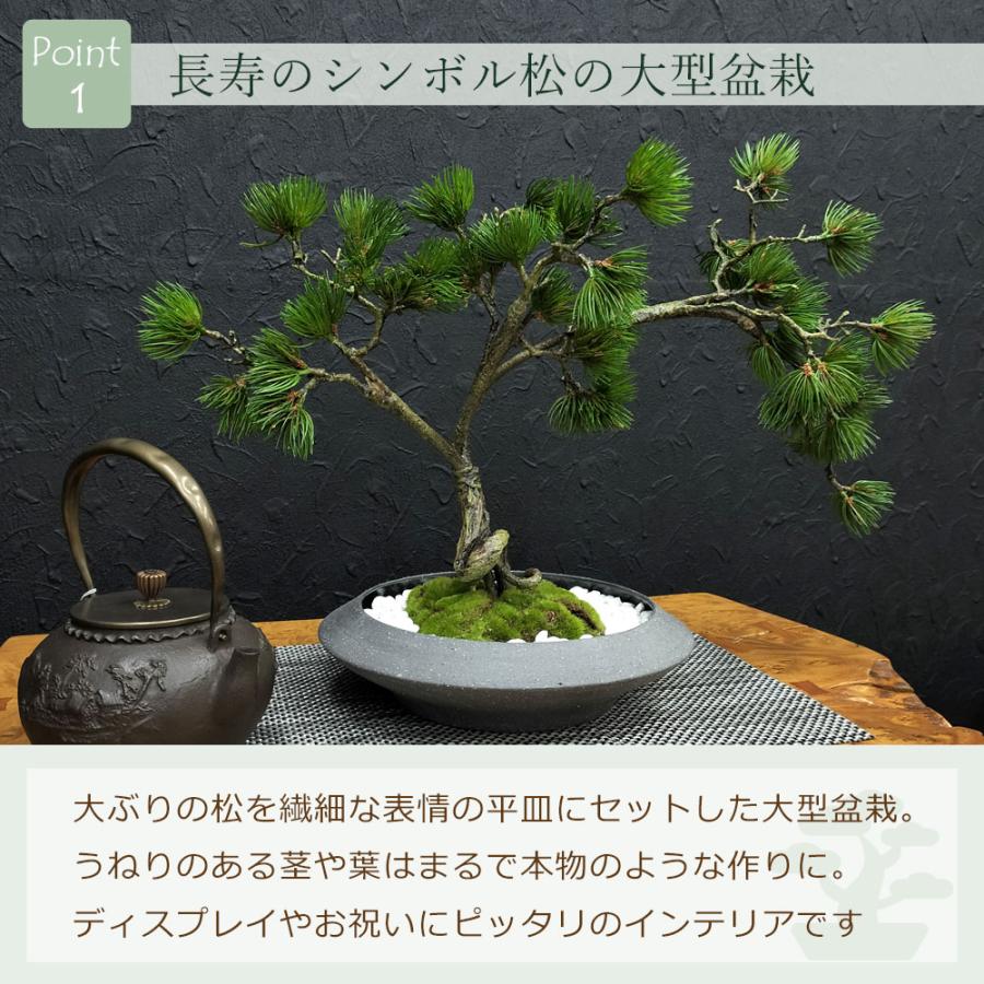 盆栽 松 フェイク [松盆栽 平皿 大] フェイクグリーン 盆栽 フェイクリアル 造花 大型 鉢 和風 観葉植物 五葉松 和モダン 苔 日本製 カップボン プリマ_3