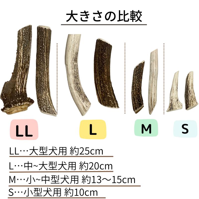 （小〜中型犬用） 北海道天然エゾ鹿の角 1本 13cm〜15cm【Mサイズ】 無添加 犬のおもちゃ 犬のおやつ 鹿ツノ デンタルケア【Shicanta（シカンタ）】｜marcelo-burlon-style｜02