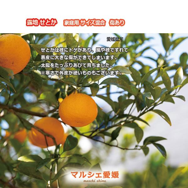露地 せとか 2キロ 傷有 家庭用 箱買い 柔らかな果肉 愛媛 柑橘 3月