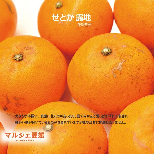 りっちチョコ　【食べ比べ突っ込みかん】甘平×せとか　5kg×2箱 楽天市場】【ふるさと納税】愛媛の人気柑橘2品種をセットに!せとか・甘