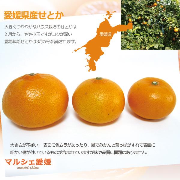 露地 せとか 2キロ 傷有 愛媛 みかん 家庭用 箱買い 柔らかな果肉