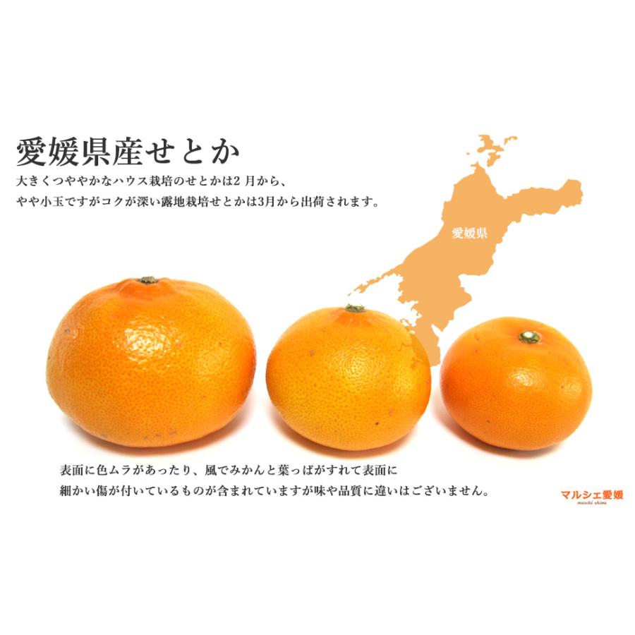 22.せとか5キロ2箱（10キロ）東北料金 佐賀県産 JAからつ せとか 訳あり Mから2Lサイズ 5キロ箱 送料無料 (18