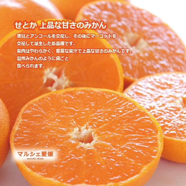 せとか みかん 家庭用 サイズ混合 小玉 傷有訳あり 柑橘 愛媛 箱